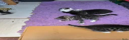 Mixed Breed cats for sale: 5 kittens and adult cat sale. Adult cat £50  in Ipswich - Advert 17
