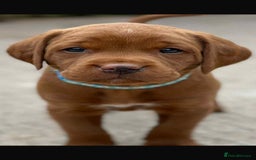 Labrador Retriever dogs for sale: Very dark Fox Red Labrador puppies - Image 2