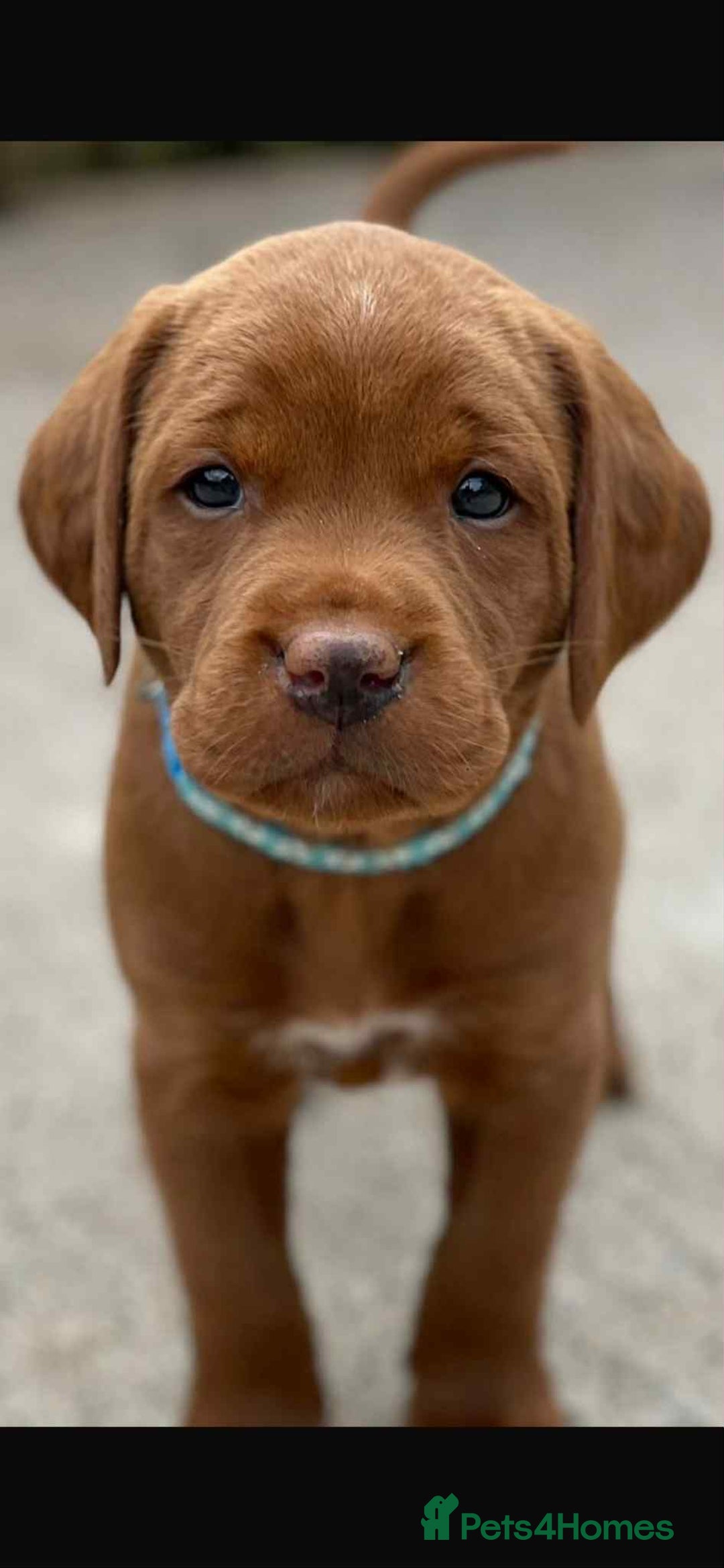 Labrador Retriever dogs for sale: Very dark Fox Red Labrador puppies - Image 2