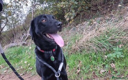 Labrador Retriever dogs for sale: 3 Year Old Black Labrador - Advert 3