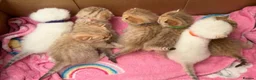 British Shorthair cats for sale: Adorable TICA British Shorthair kittens  - Advert 13