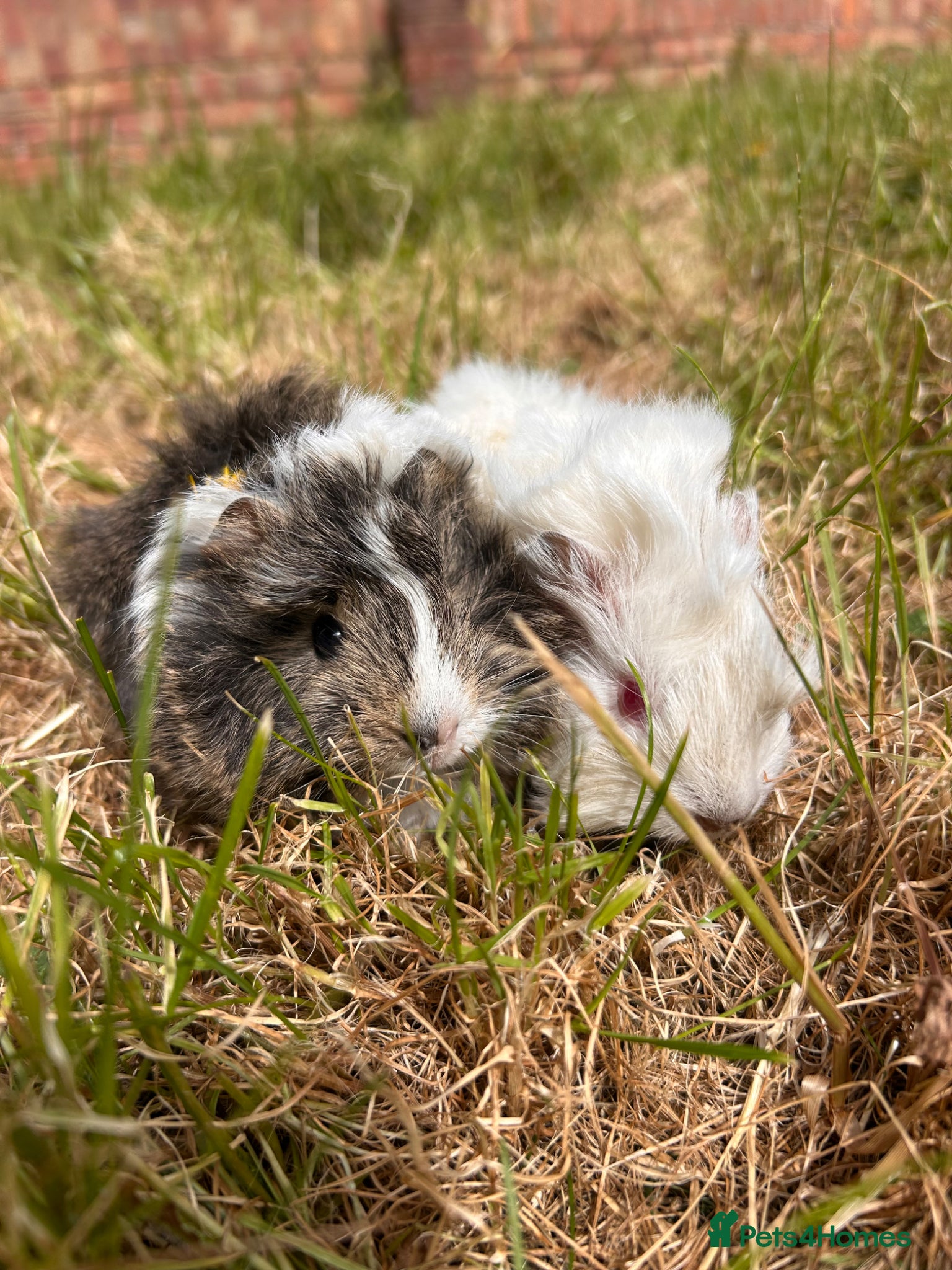 Guinea Pig rodents Trio of Peruvian femaleguineapigs.Must go together - Advert 2