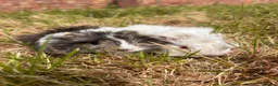 Guinea Pig rodents for sale: Trio of Peruvian femaleguineapigs.Must go together - Advert 1