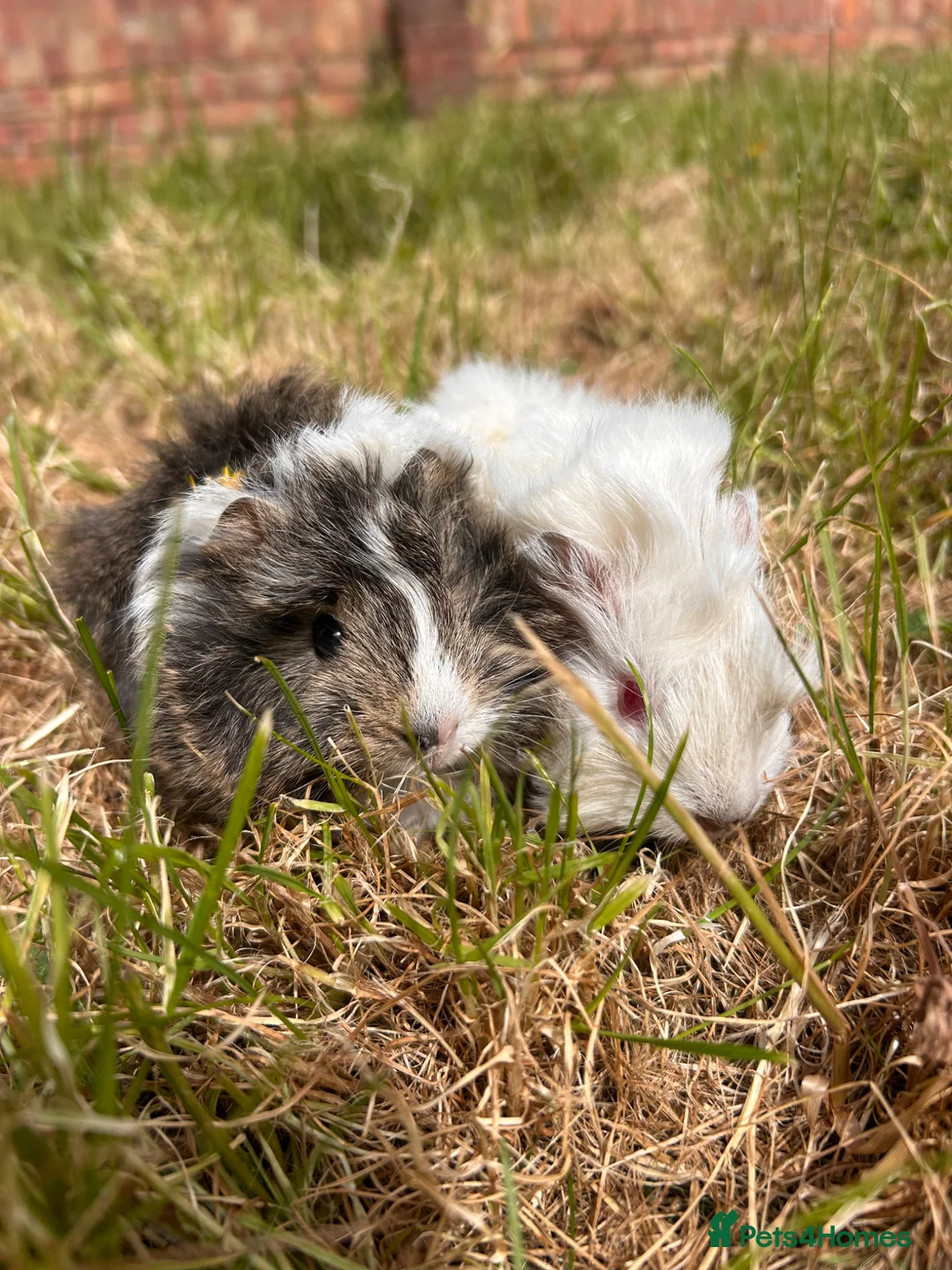 Guinea Pig rodents for sale: Trio of Peruvian femaleguineapigs.Must go together - Advert 1