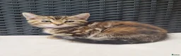 Mixed Breed cats for sale: Beautiful 3/4 Mainecoon cross BSH Kittens For Sale - Advert 18