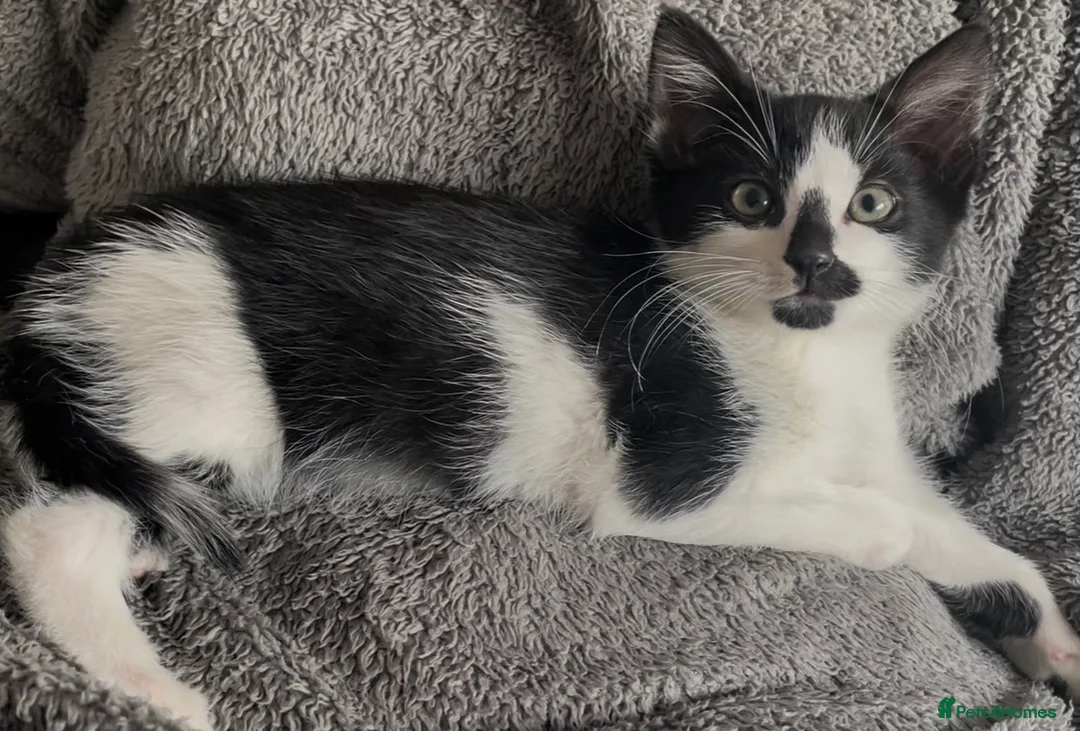Mixed Breed cats for sale: 11 weeks old beautiful kittens looking for new - Advert 15