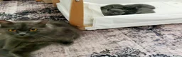 British Shorthair cats for sale: Reserve British Short-haired for forever home - Advert 4