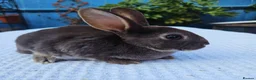 Rex rabbits for sale: Mini rex Chocolate & Lilac  - Advert 7