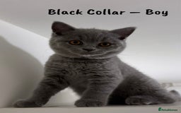 British Shorthair cats for sale: 🐾 Champion Line Blue BSH Kittens GCCF Active 🐾  - Image 5