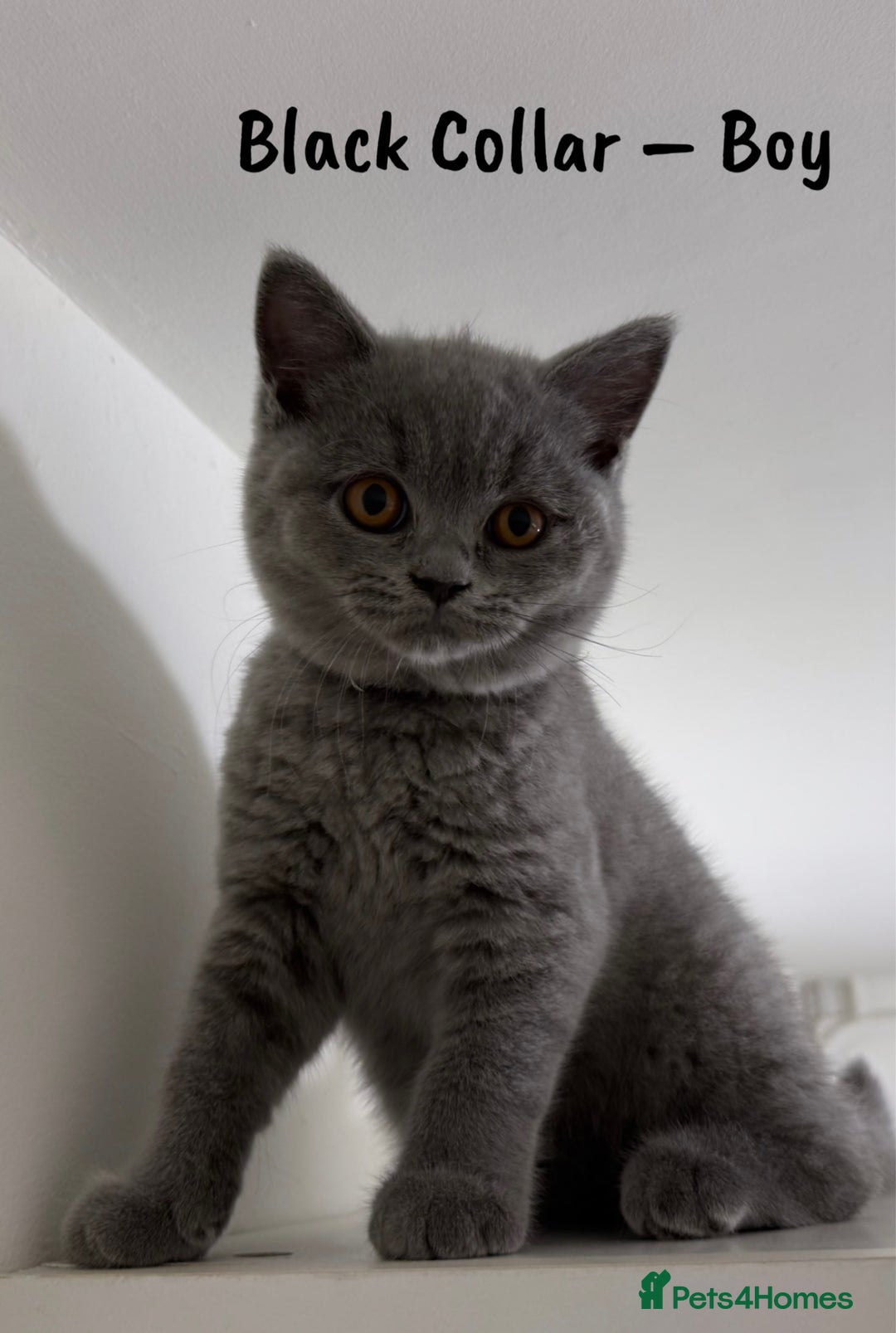 British Shorthair cats for sale: 🐾 Champion Line Blue BSH Kittens GCCF Active 🐾  - Image 5