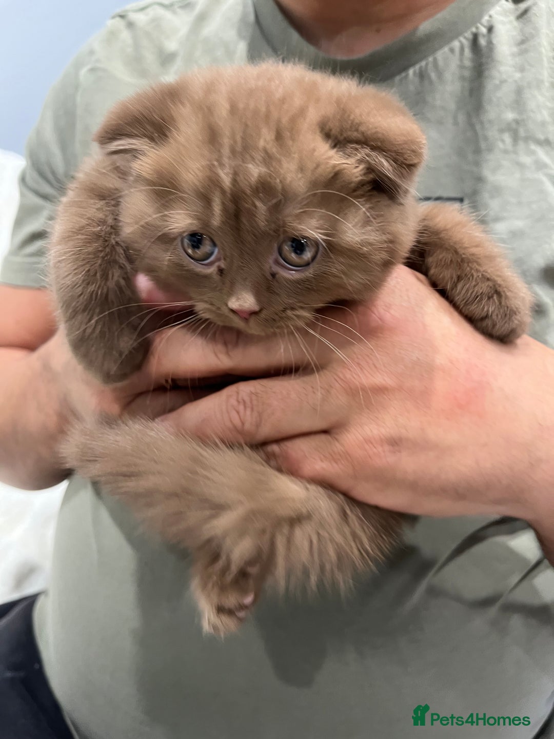 Scottish Fold cats for sale: Stunning Champions Bloodlines  kittens  - Advert 1