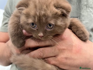 Scottish Fold cats Stunning Champions Bloodlines kittens - Advert 6