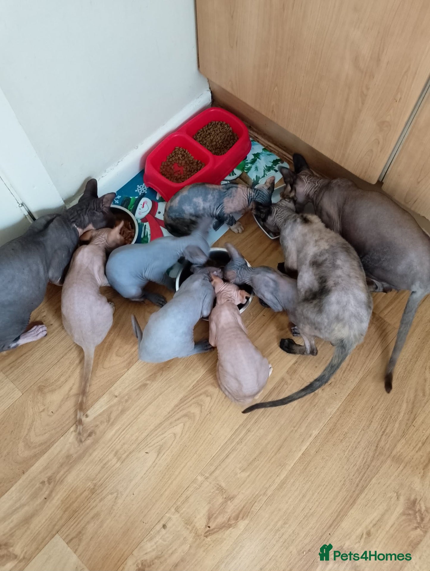 Sphynx cats 5 Canadian Sphynx kittens for sale - Advert 19