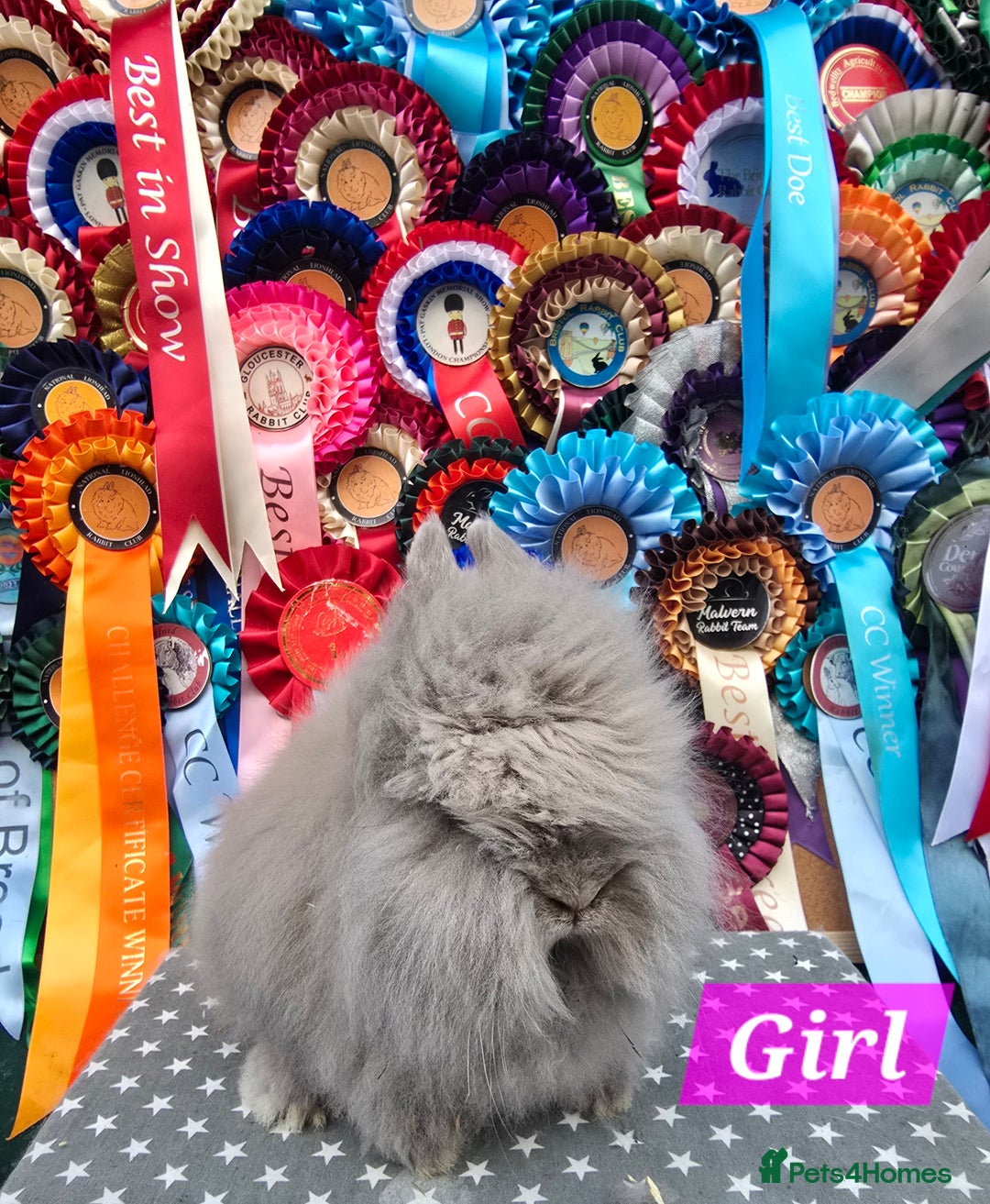 Lionhead rabbits for sale: Gorgeous Purebred Lionheads available  - Advert 4