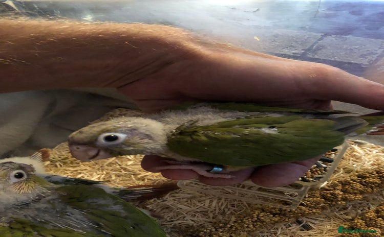 Conures birds - Advert 8