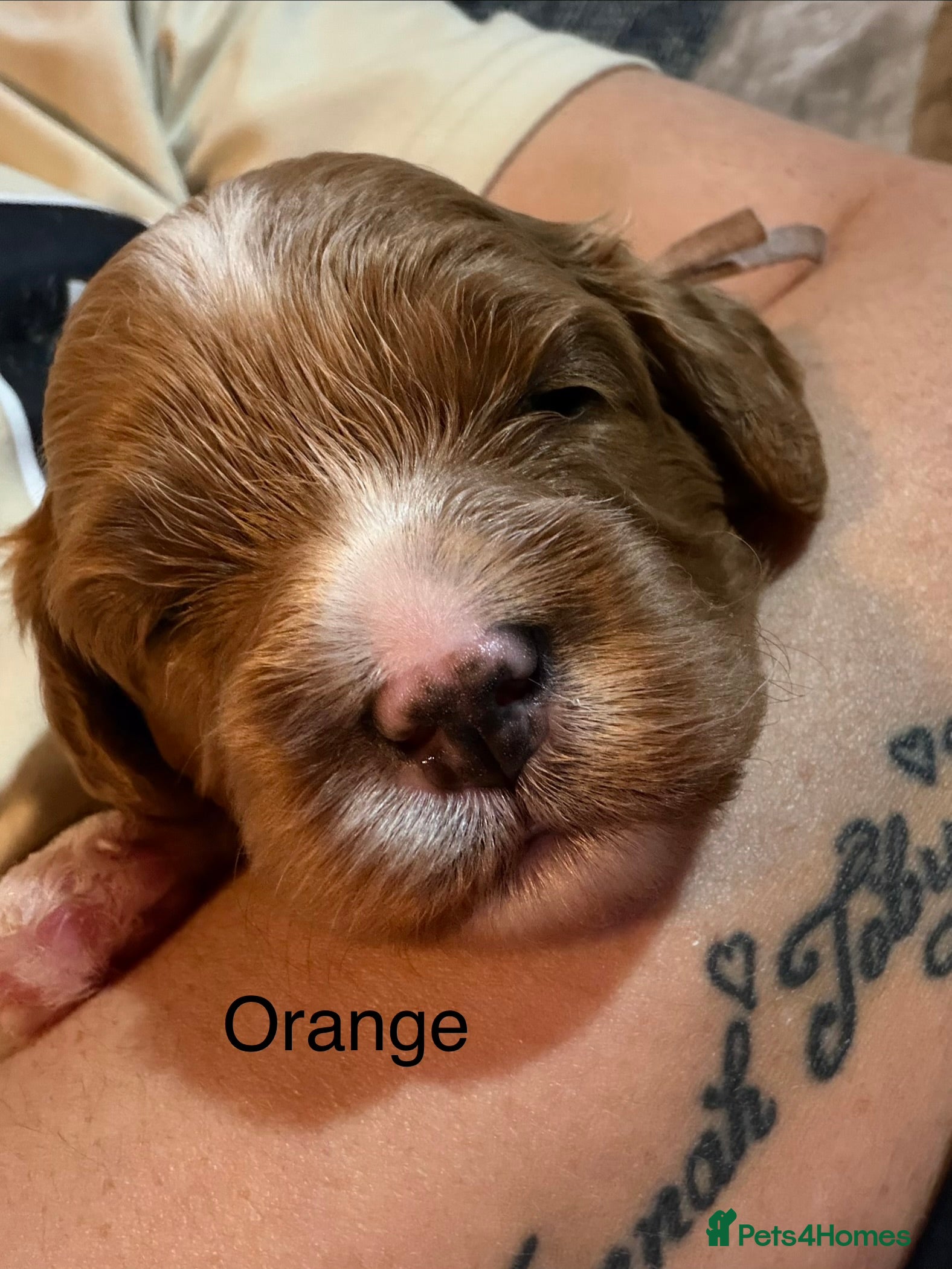 Cavapoo dogs F1 Cavapoo Puppies  - Advert 2