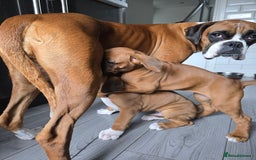 Boxer dogs for sale: KC RED AND WHITE BOXER PUP - Image 4