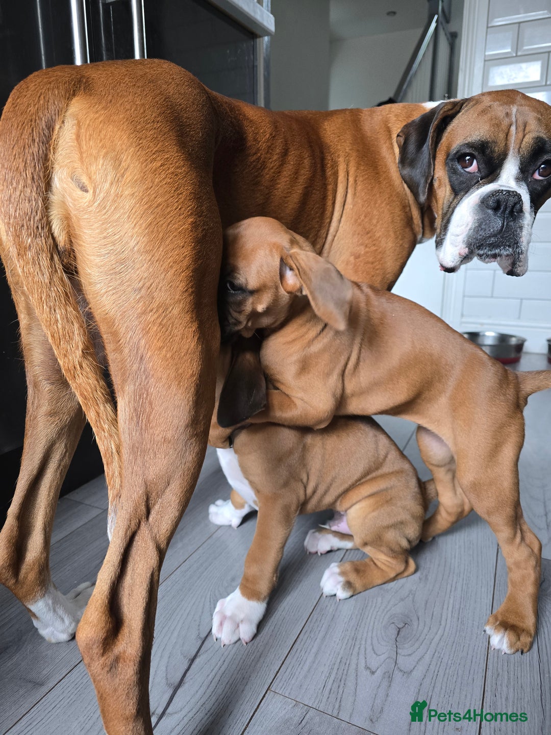 Boxer dogs for sale: KC RED AND WHITE BOXER PUP - Image 4