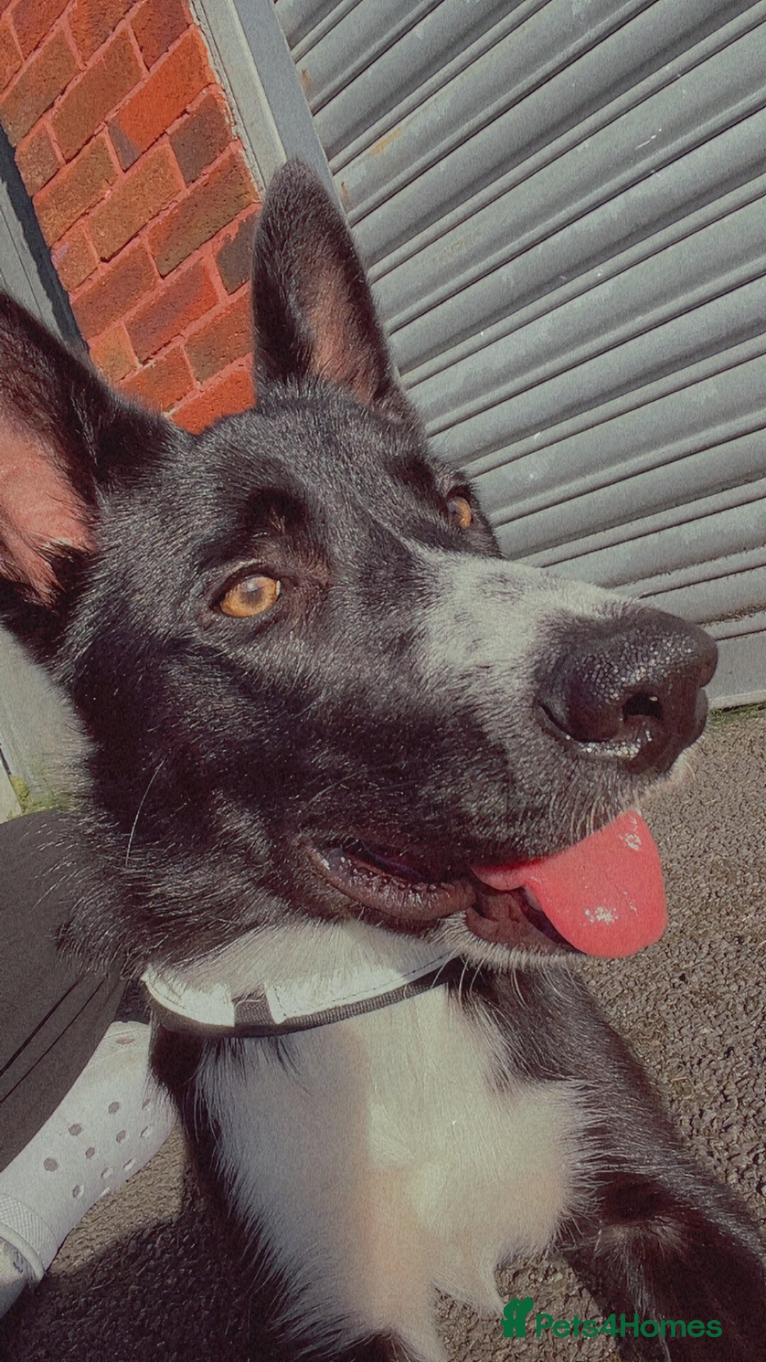 Border Collie dogs for sale: Coco  - Image 4