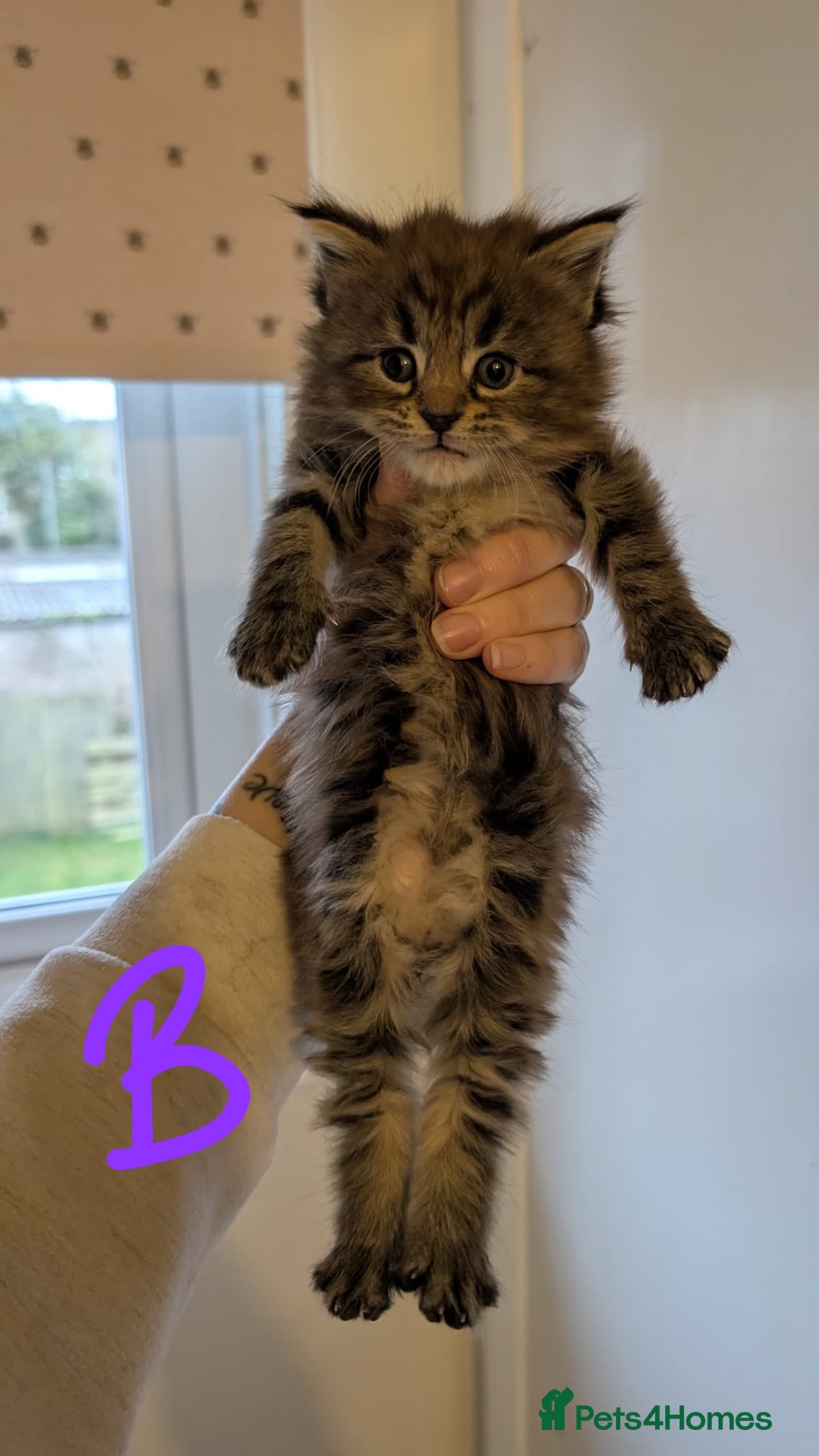 Maine Coon cats Maincoon kittens x2 females  - Advert 7