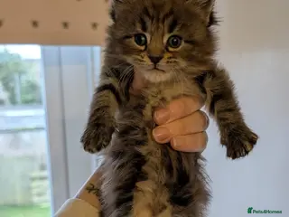 Maine Coon cats Maincoon kittens x2 females - Advert 2