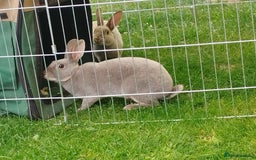 Rex rabbits for sale: Velvet fur mini rex  - Advert 4