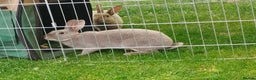 Rex rabbits for sale: Opal coulourd baby mini rex  - Advert 4