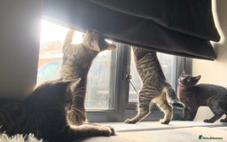 Siberian cats for sale: 🩷 Siberian x British Shorthair Kittens 🐱  - Image 33