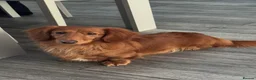 Dachshund dogs for sale: Longhair red girl nearly 4 - Advert 2