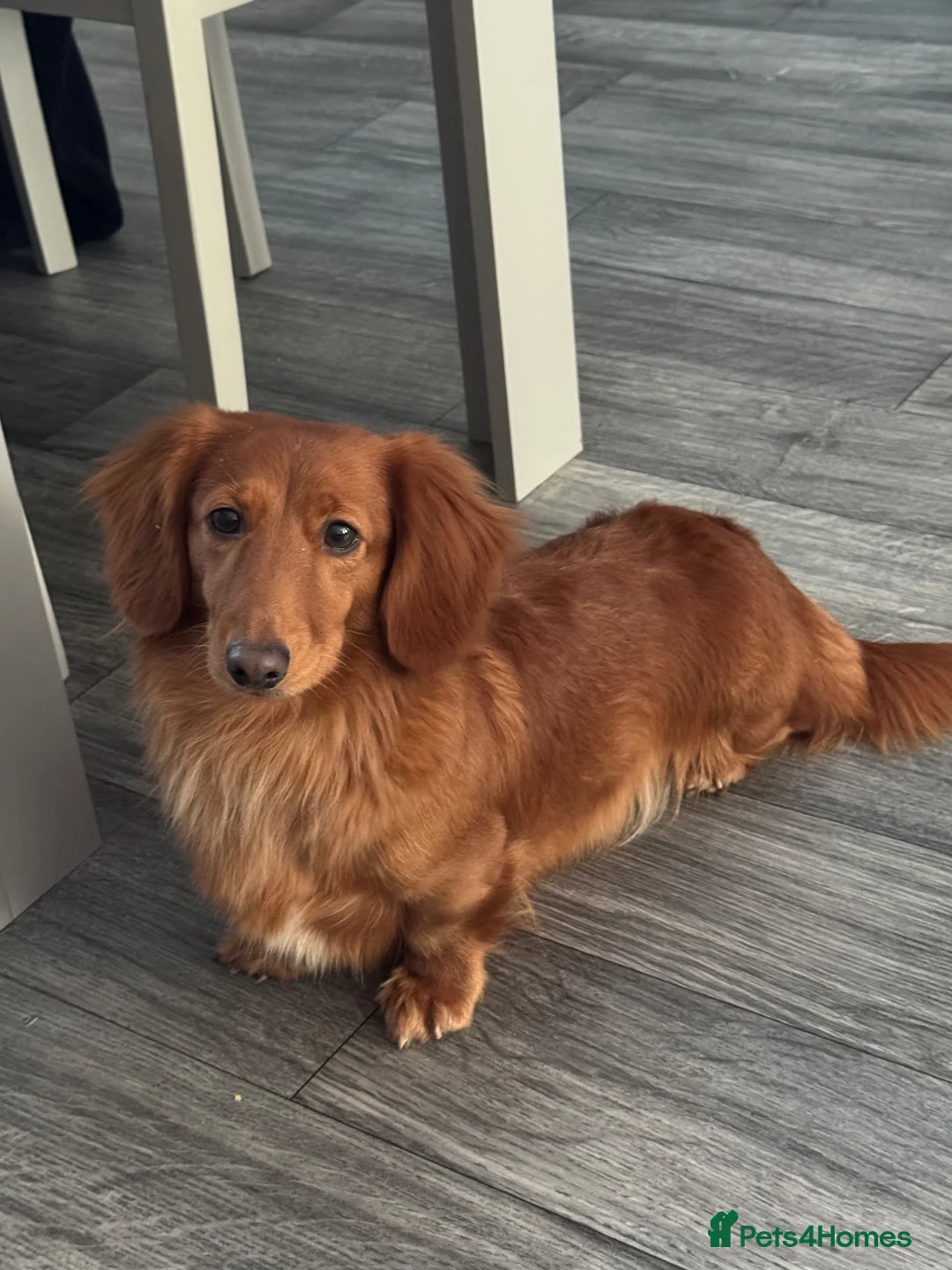 Dachshund dogs for sale: Longhair red girl nearly 4 - Advert 2