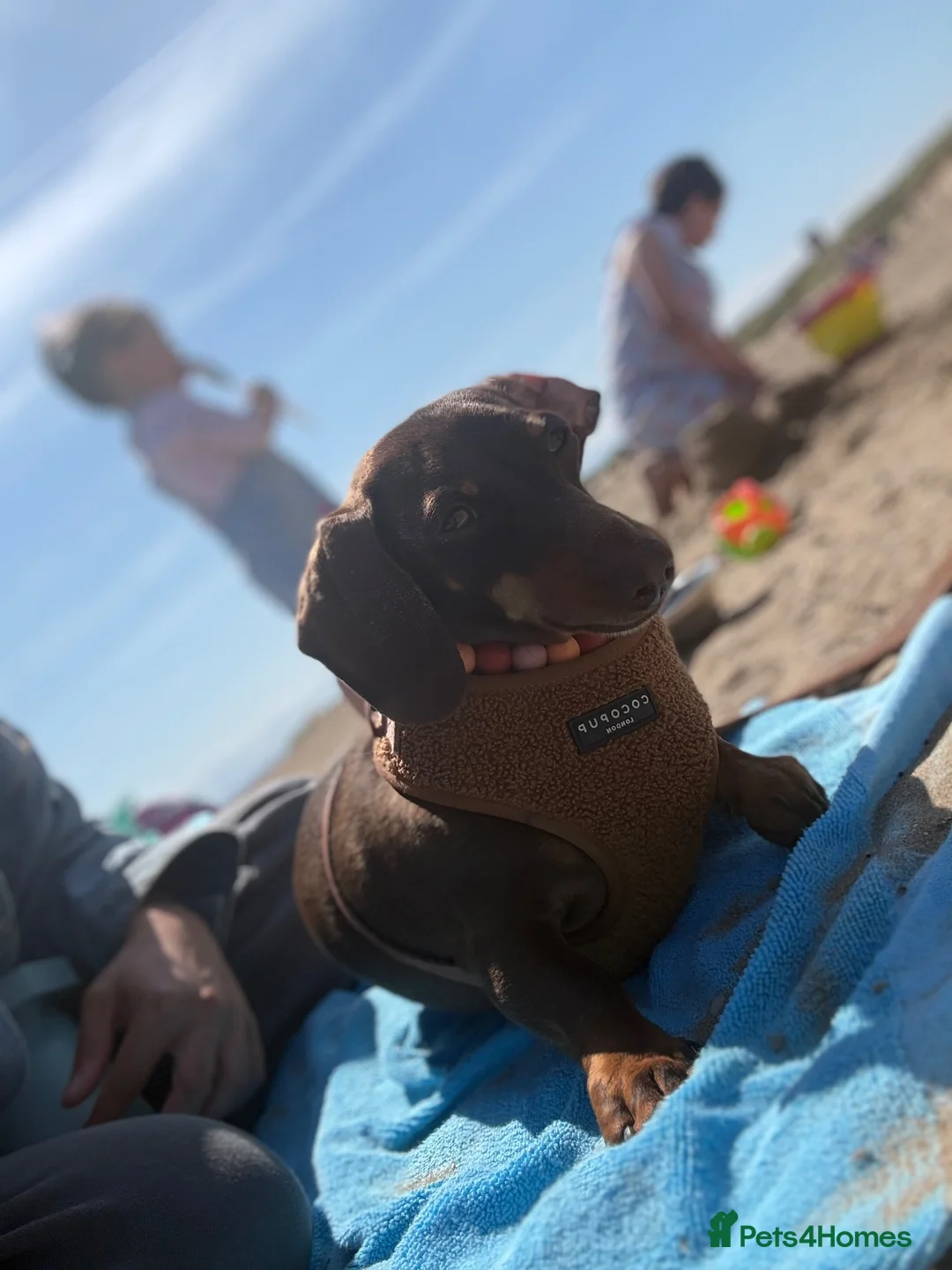 Miniature Dachshund dogs for sale: 2.5 year old male miniature dachshund KC reg - Advert 2