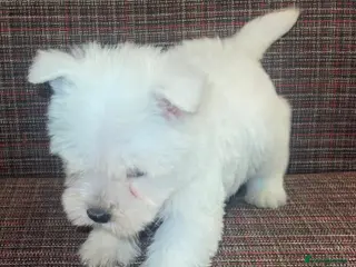 West Highland Terrier dogs West Highland terrier puppies - Advert 12