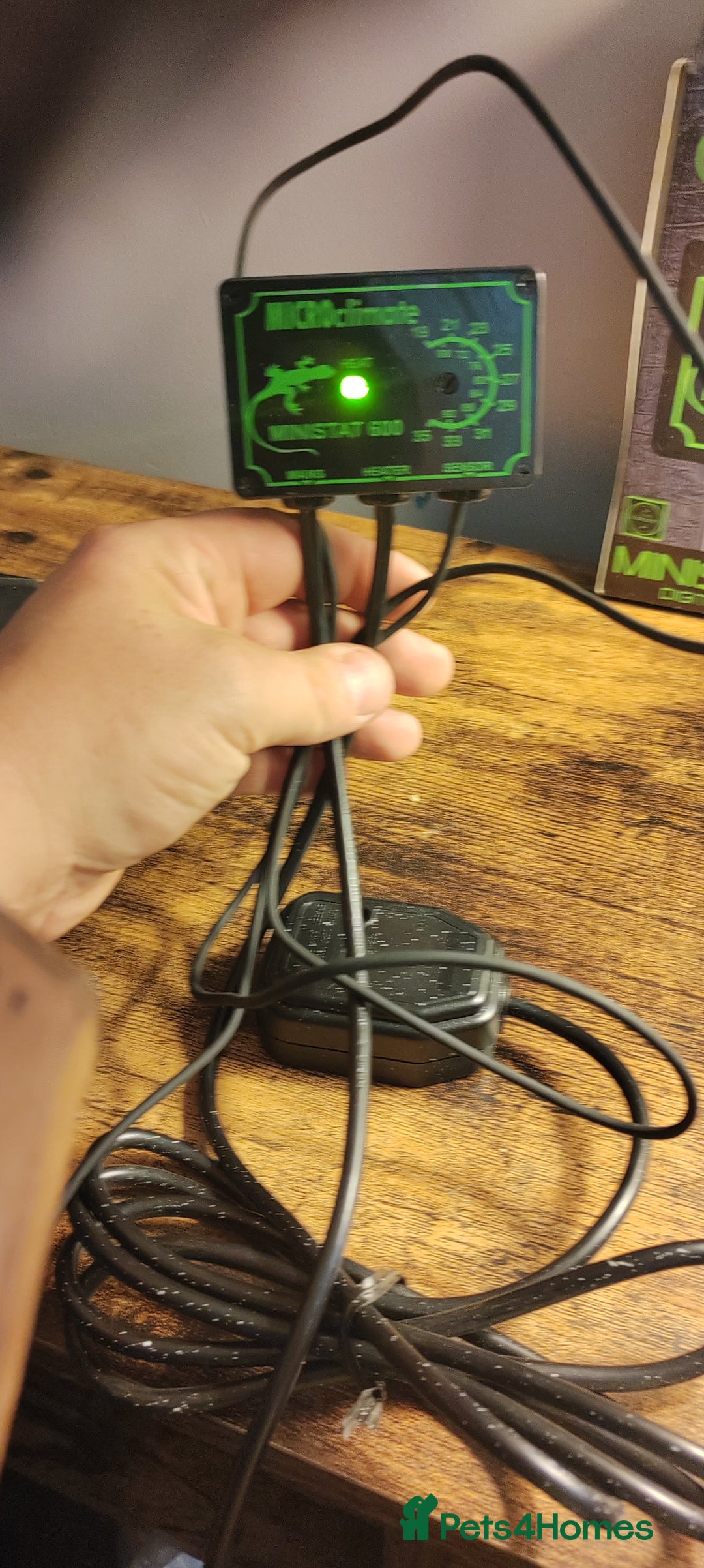 Gecko reptiles for sale: Full setup komodo  - Image 11