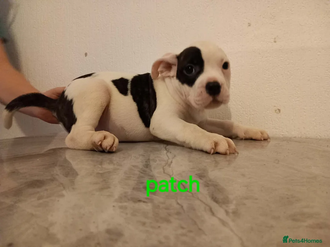 Mixed Breed dogs for sale: staffy cross old tyme bulldog pups  in Maesteg - Advert 3