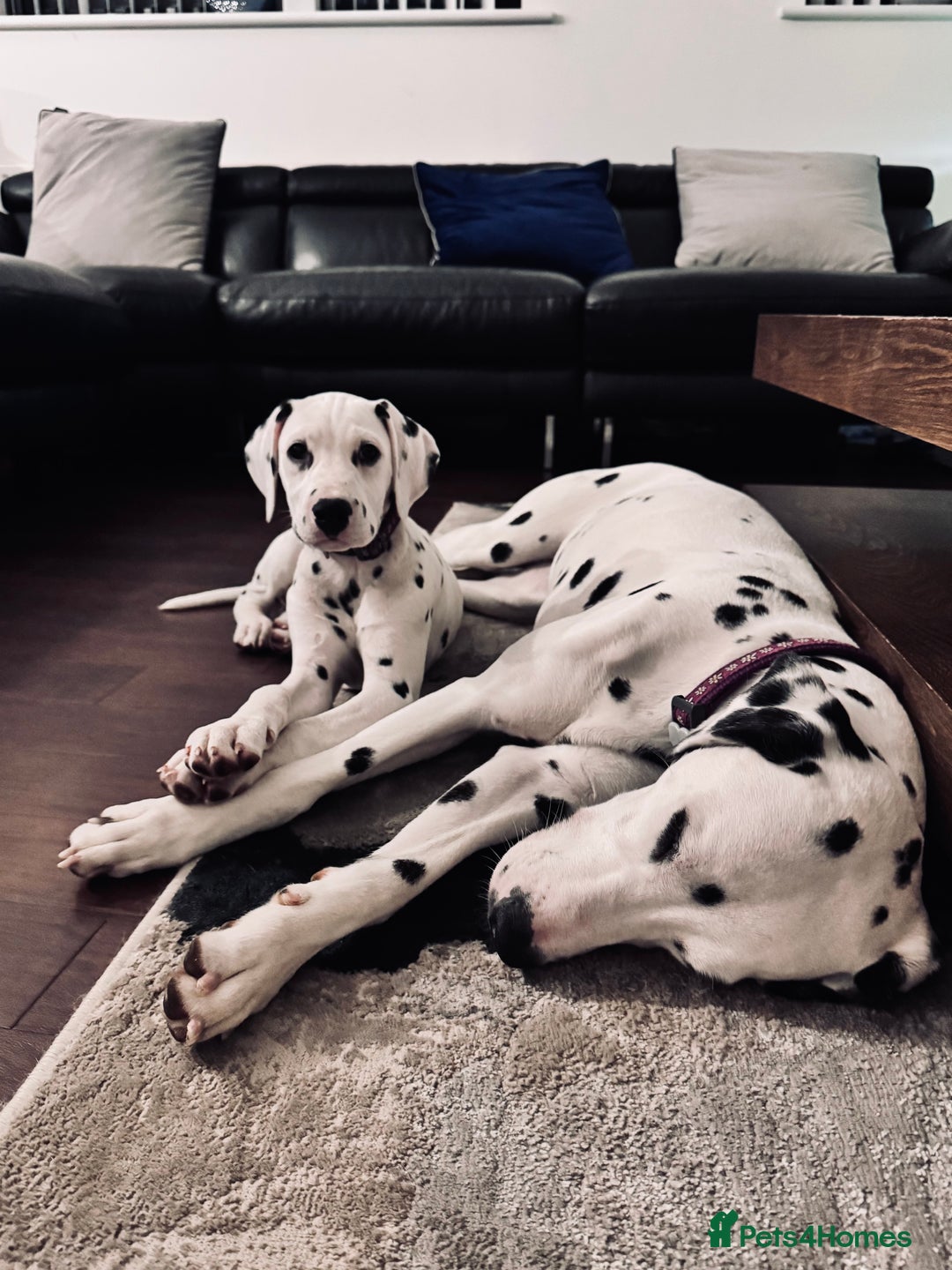 Dalmatian dogs for sale: KC Female Dalmatian  - Advert 11