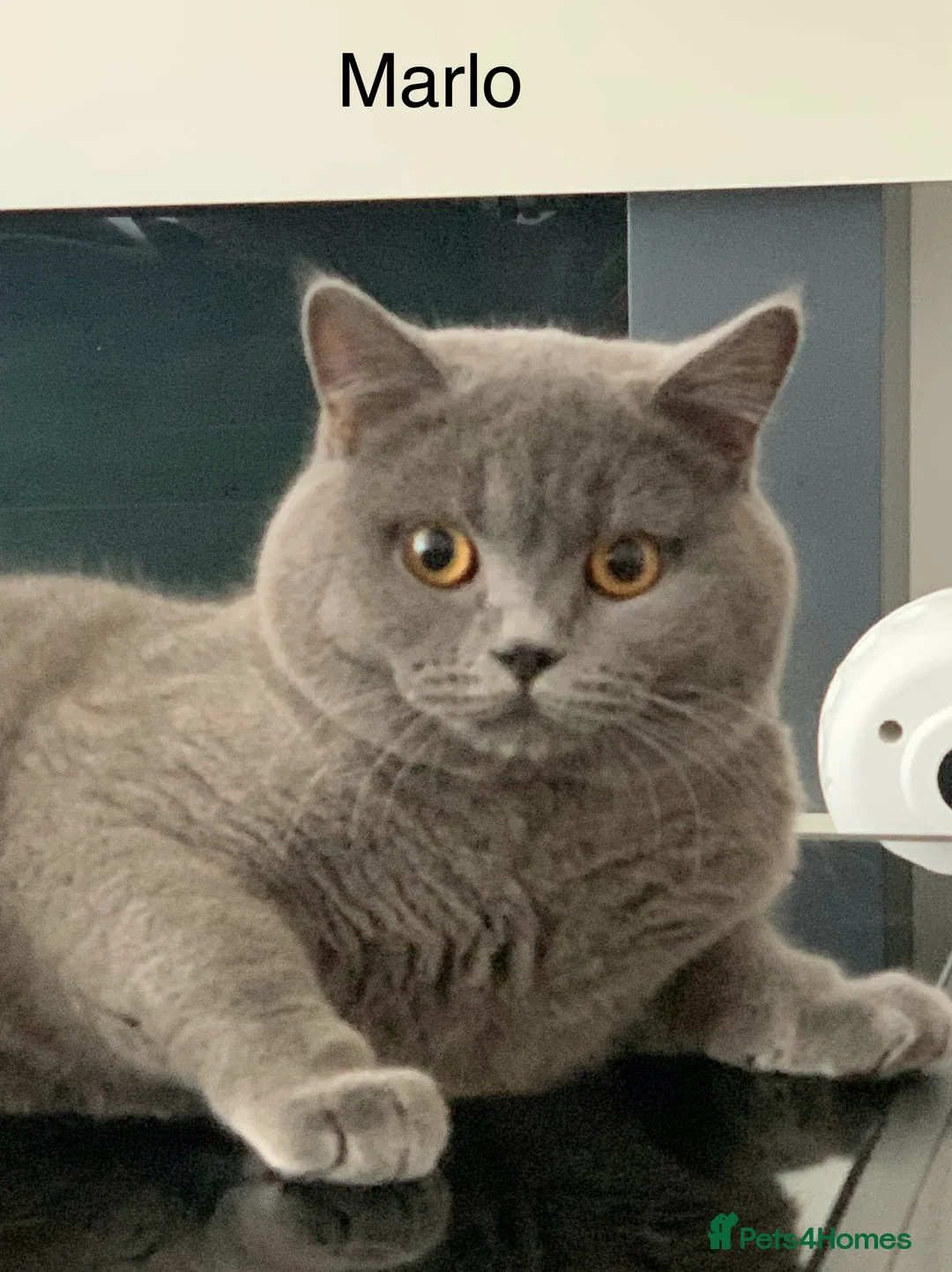 British Shorthair cats for stud: GCCF Active Reg BSH Blue Ch.l. 2 studs available  in Bolton - Advert 11