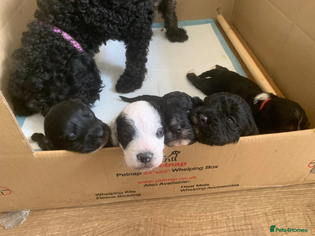 Mixed Breed dogs for sale: Cockapoo pups - Advert 2