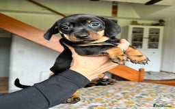 Miniature Dachshund dogs for sale: Beautiful dachsund pups...ready to go in mid Nov - Image 7