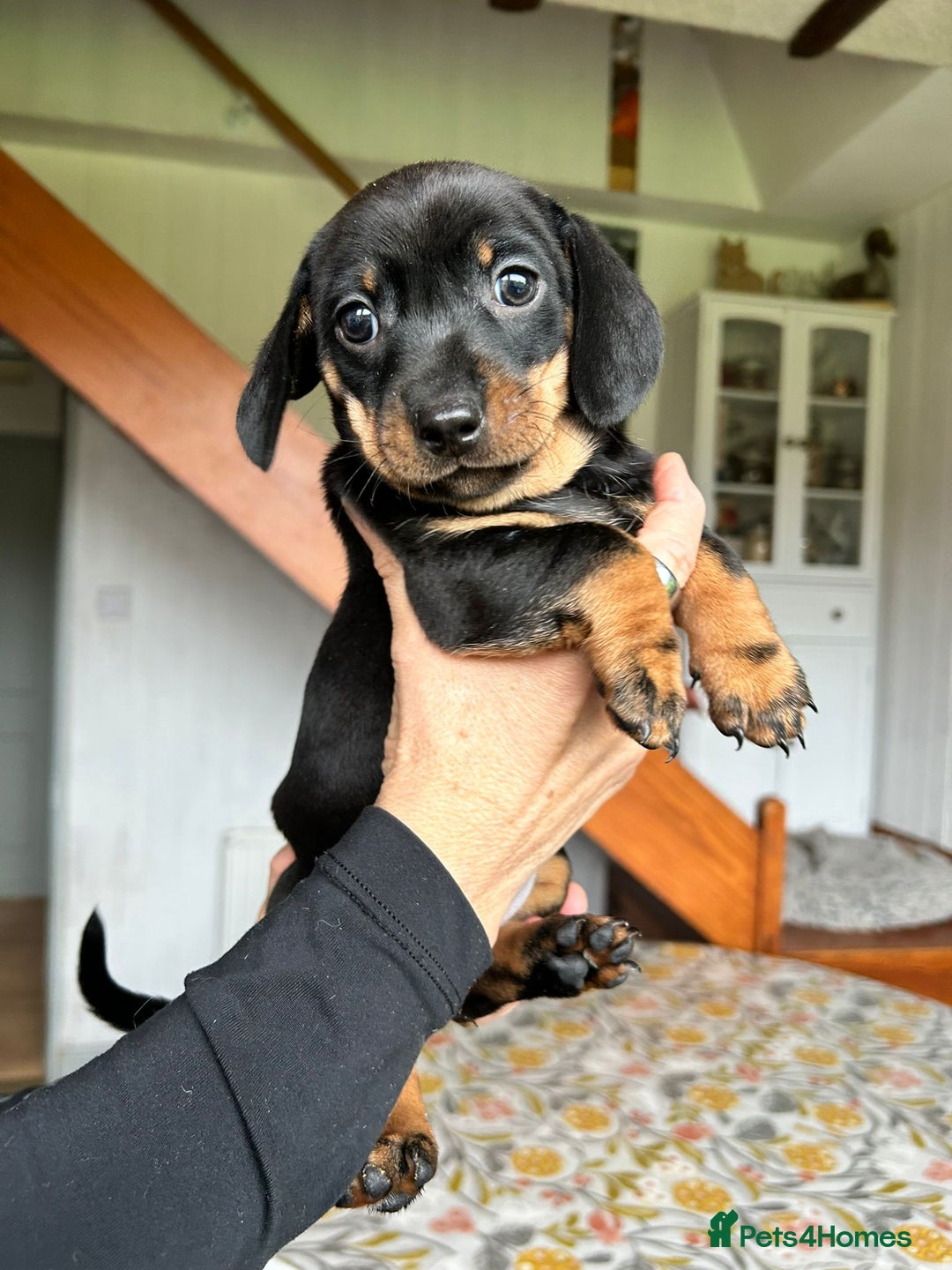 Miniature Dachshund dogs for sale: Beautiful dachsund pups...ready to go in mid Nov - Image 7