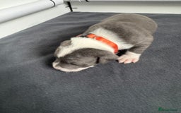 Staffordshire Bull Terrier dogs for sale: 9 chunky stuffy puppies - Image 7