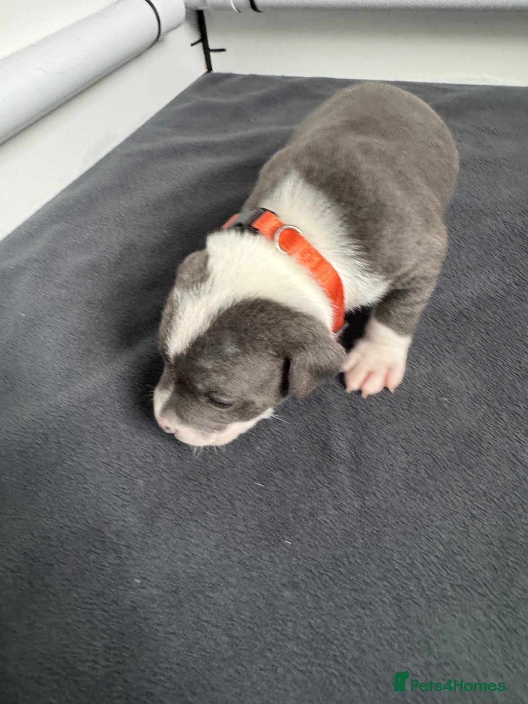 Staffordshire Bull Terrier dogs for sale: 9 chunky stuffy puppies - Image 7