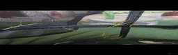Stick Insects invertebrates for sale: Indian stick insects for sale  - Advert 6