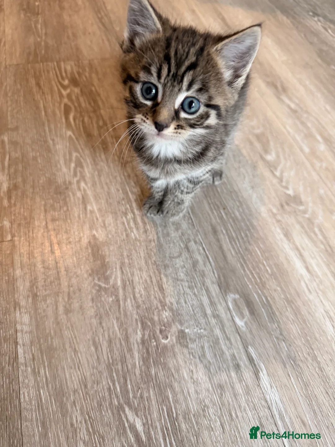 Mixed Breed cats for sale: Maine Coon Cross - Advert 10