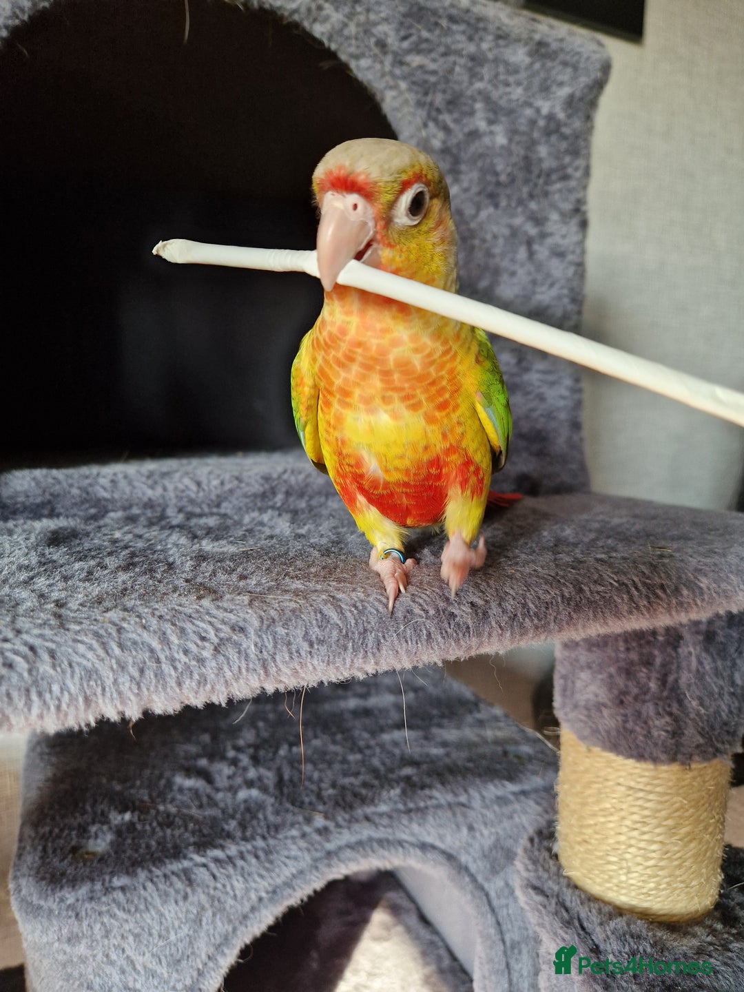Conures birds for sale: Conure for sale  - Image 3