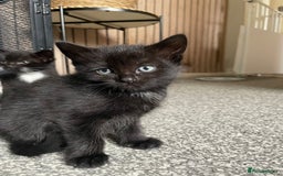 British Longhair cats for sale: Honey’s Kittens!  - Image 18