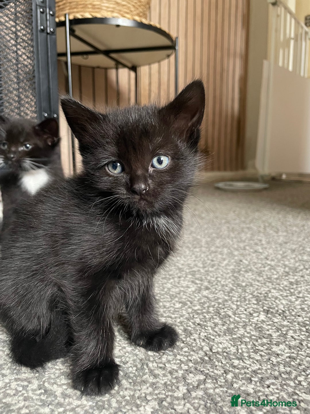 British Longhair cats for sale: Honey’s Kittens!  - Image 18