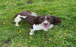 English Springer Spaniel dogs for sale: KC reg Springer Spaniel boys - Image 9