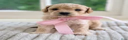 Cavapoochon dogs for sale: Cavapoochon puppies - Advert 4