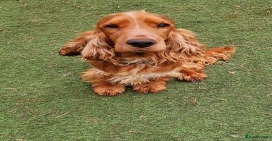 Cocker Spaniel dogs in Newport - Advert 16