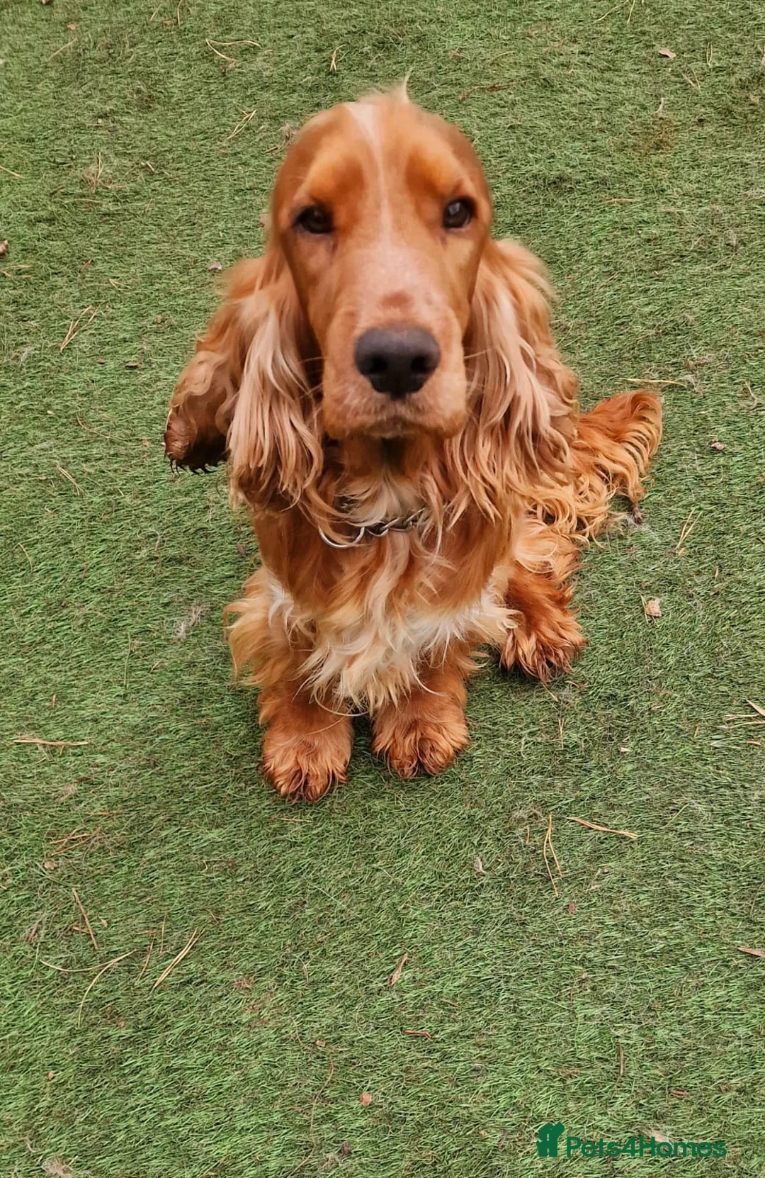 Cocker Spaniel dogs for stud: Stunning KC reg Show Cocker Spaniel for stud in Newport - Advert 2